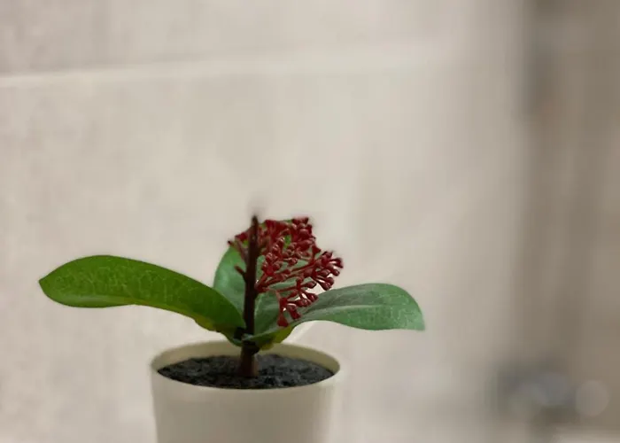 Apartment Fiale Brasov